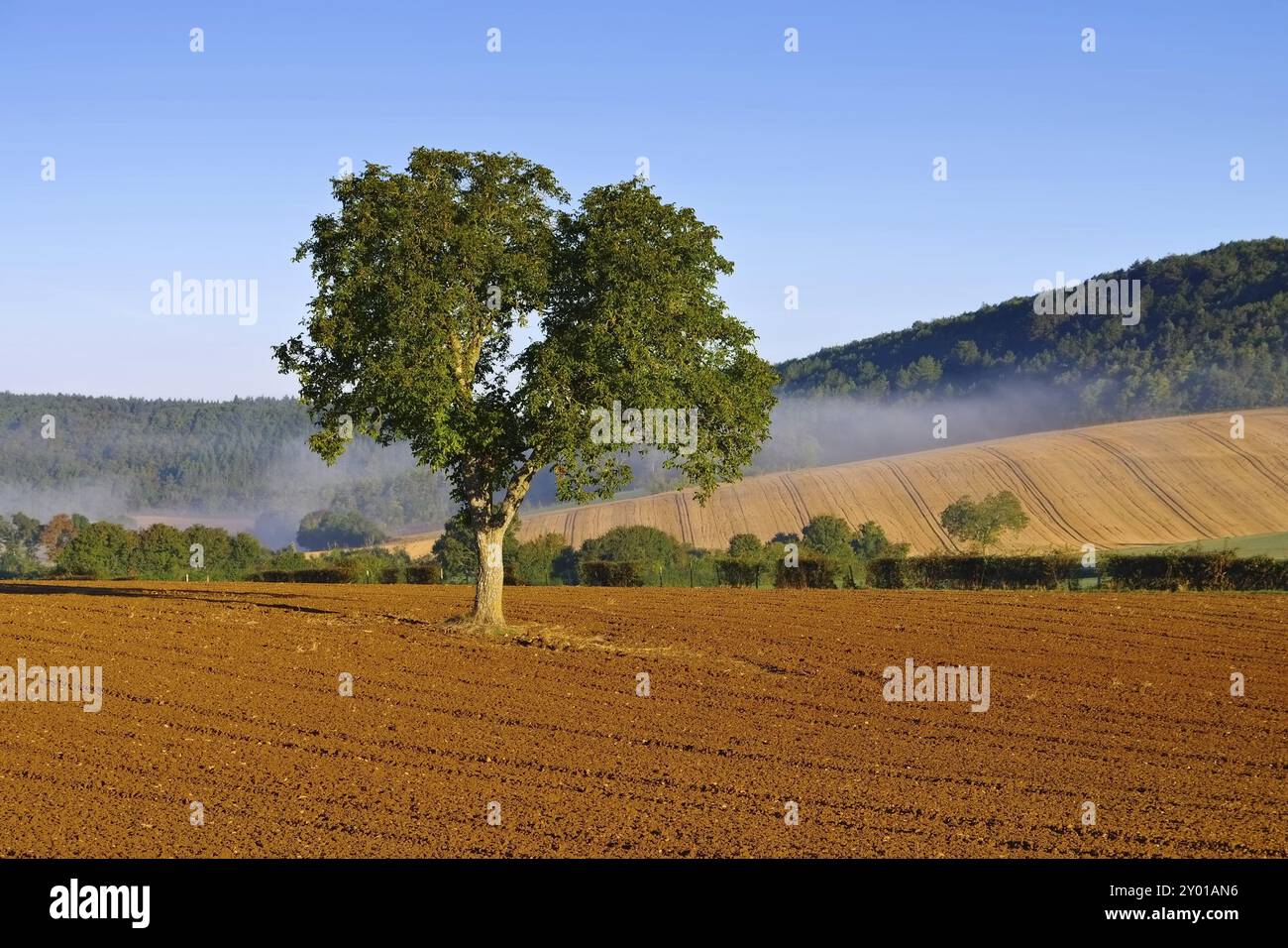 Burgund im Nebel, Burgund Landschaft im Morgennebel, Frankreich, Europa Stockfoto