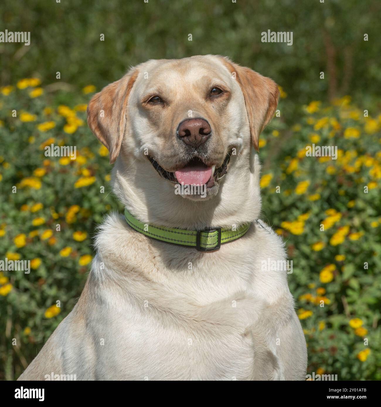 Labrador Retriever, gelb Stockfoto