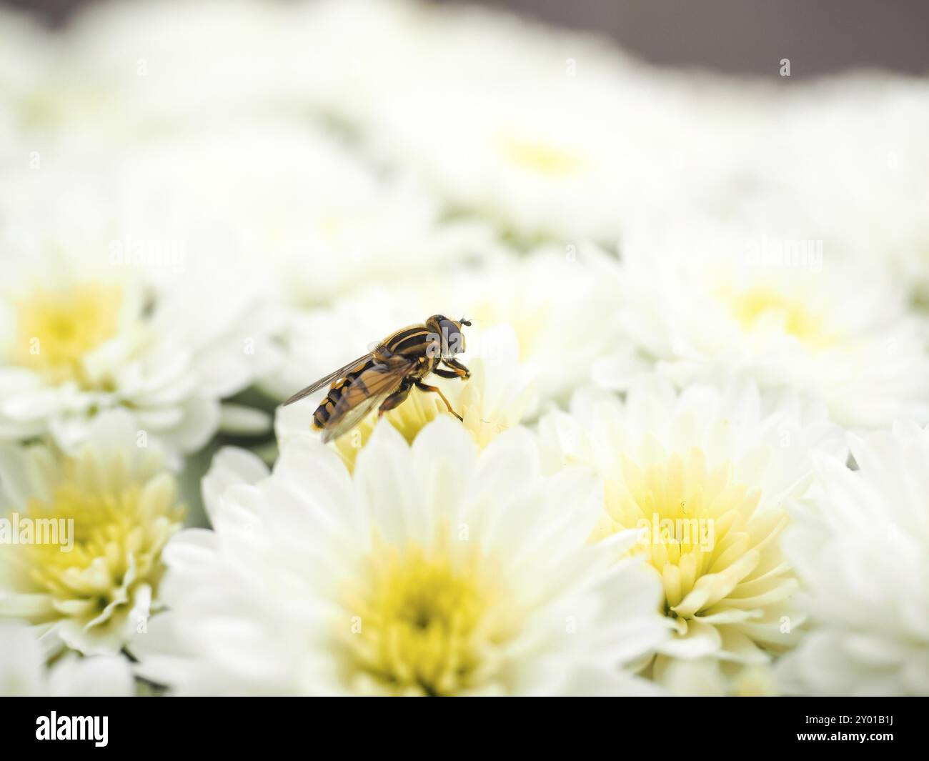 Bienen sammeln Nektar, während die Bestäubung ein Haufen von weißen Blüten mit gelbem Zentrum Stockfoto