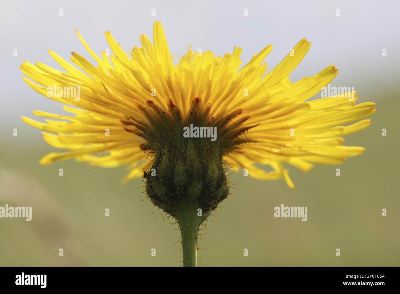 Wiesenpfau Stockfoto