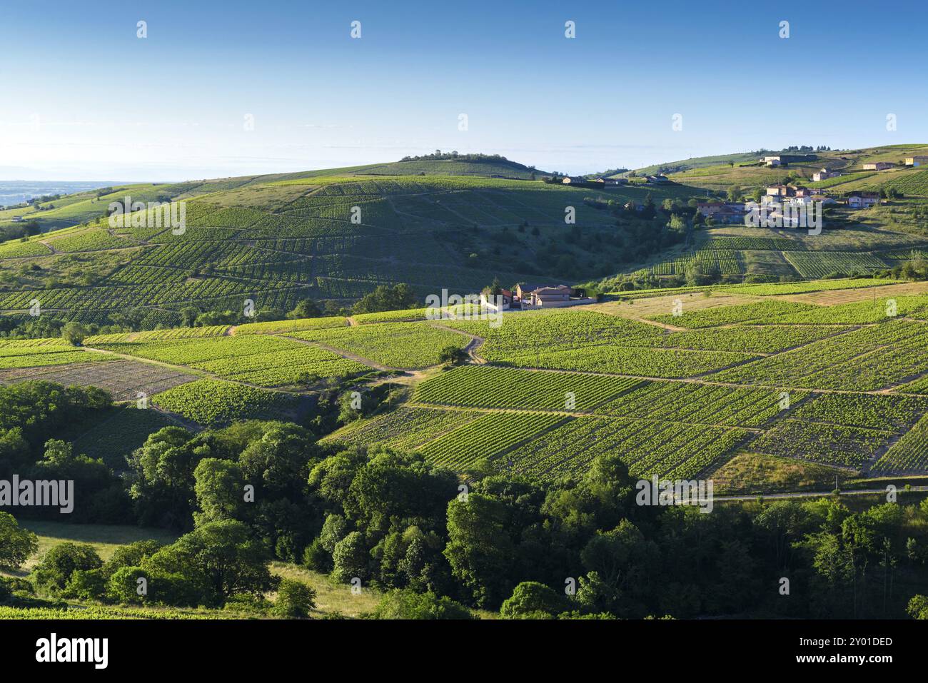 Weinberge in der Nähe des Dorfes Le Perreon, Le Beaujolais, Frankreich, Europa Stockfoto