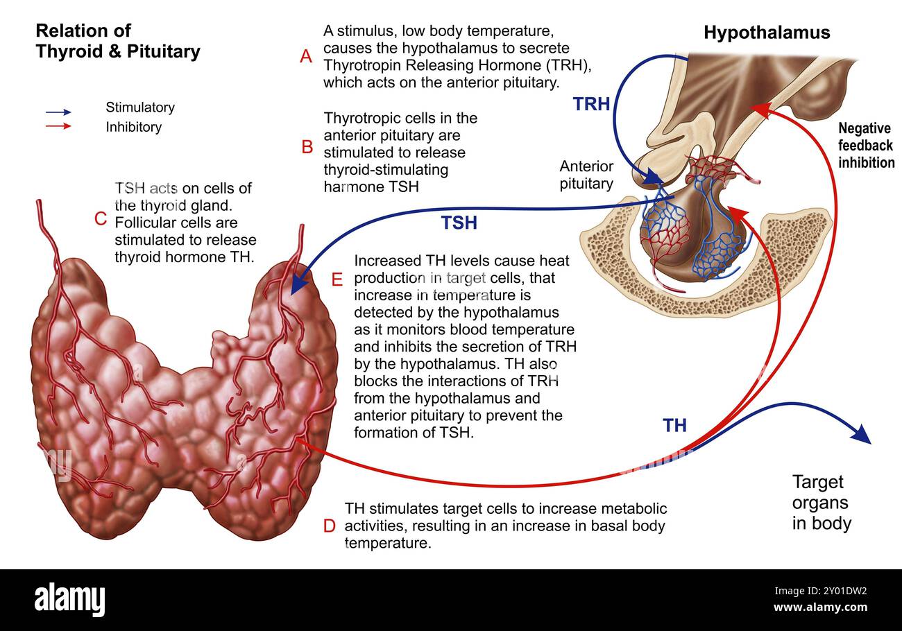 Beziehungen zwischen Schilddrüse und Hypophyse Stockfoto