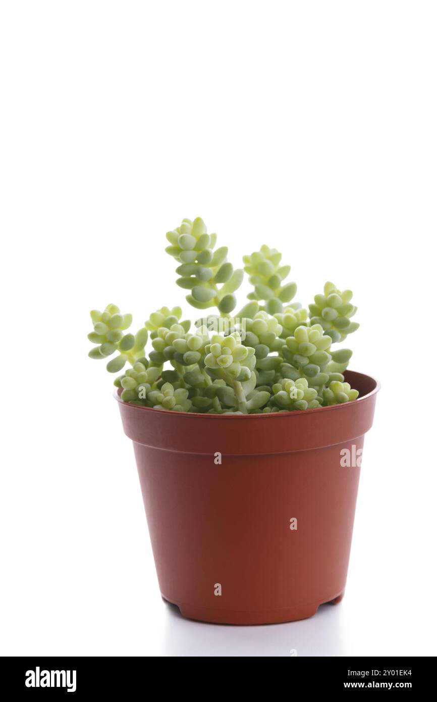 Kleine saftige in einem Topf über weiße moderne Trends Haus Dekoration isoliert Stockfoto