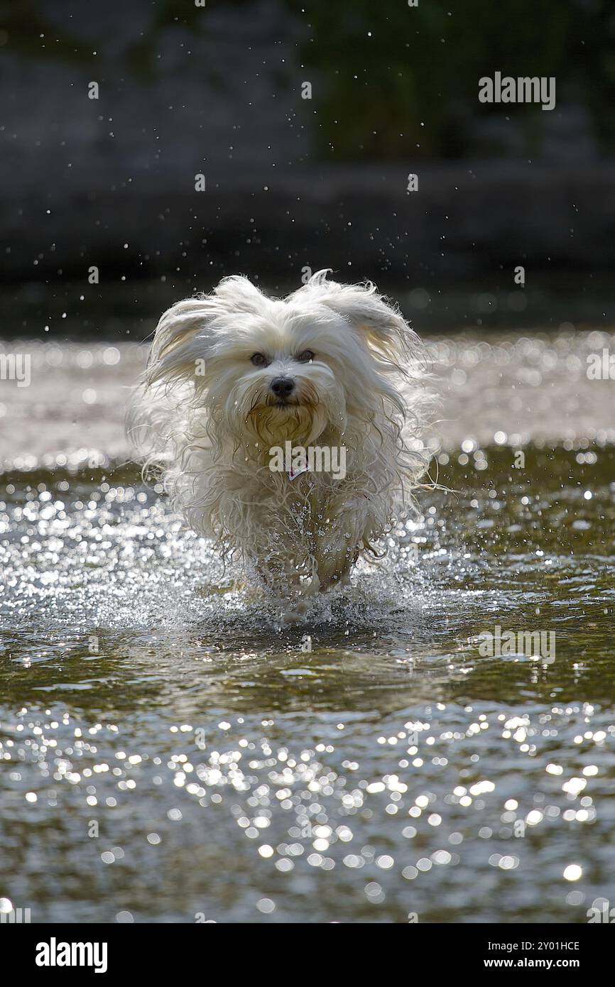 Ein kleiner Hund läuft durch das Wasser, während das Wasser nach oben spritzt Stockfoto