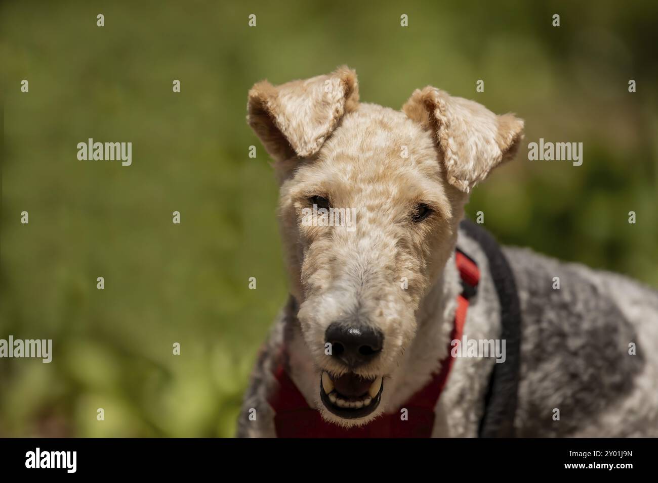 Draht Fox Terrier im Park. Der Wire Fox Terrier ist eine Hunderasse, eine von vielen Terrierrassen Stockfoto