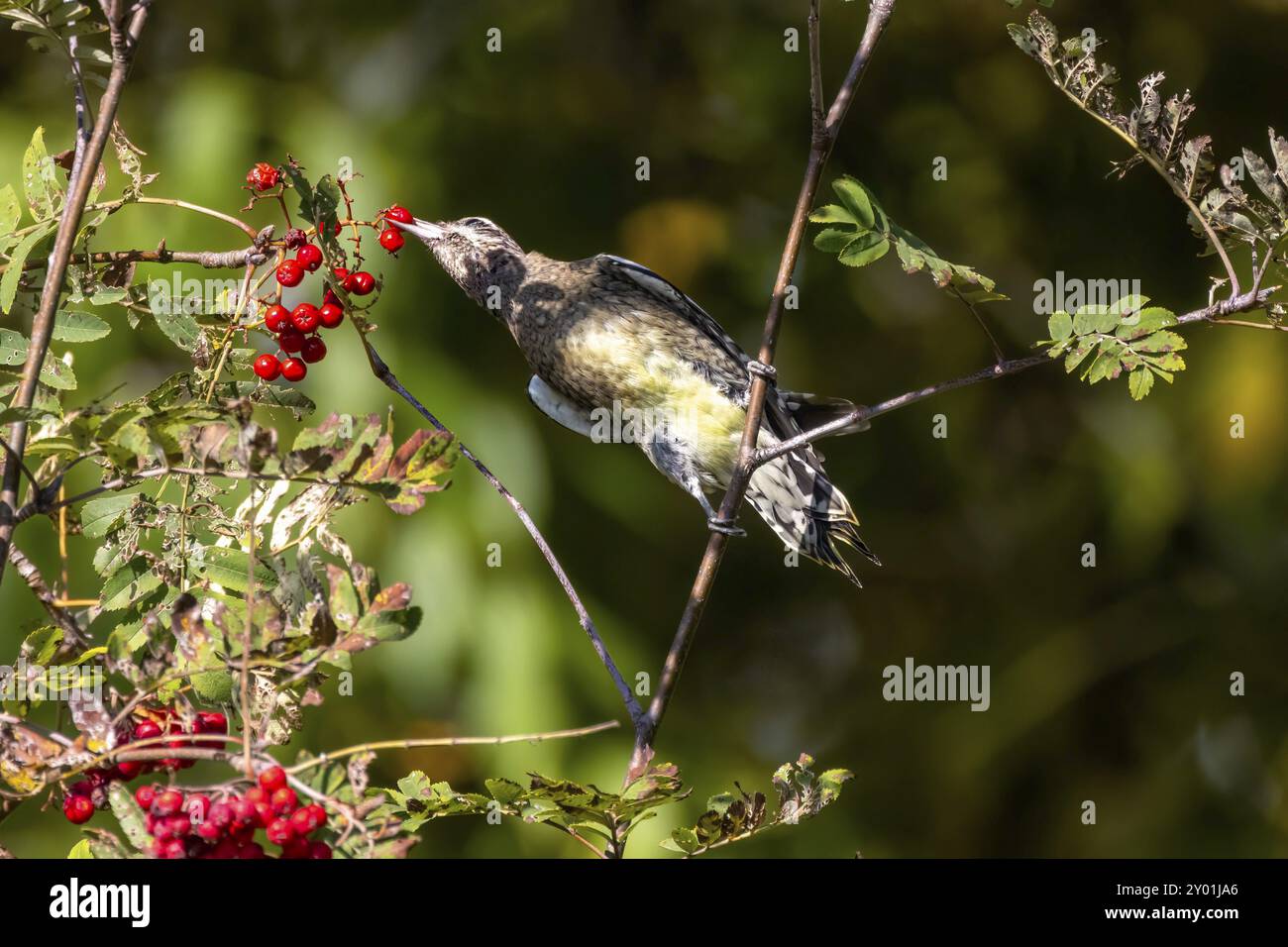 Der Gelbbauchsauger (Sphyrapicus varius) an Vogelbeeren (Sorbus aucuparia, bekannt als Bergasche. Mittelgroßer Spechte, der in C brütet Stockfoto