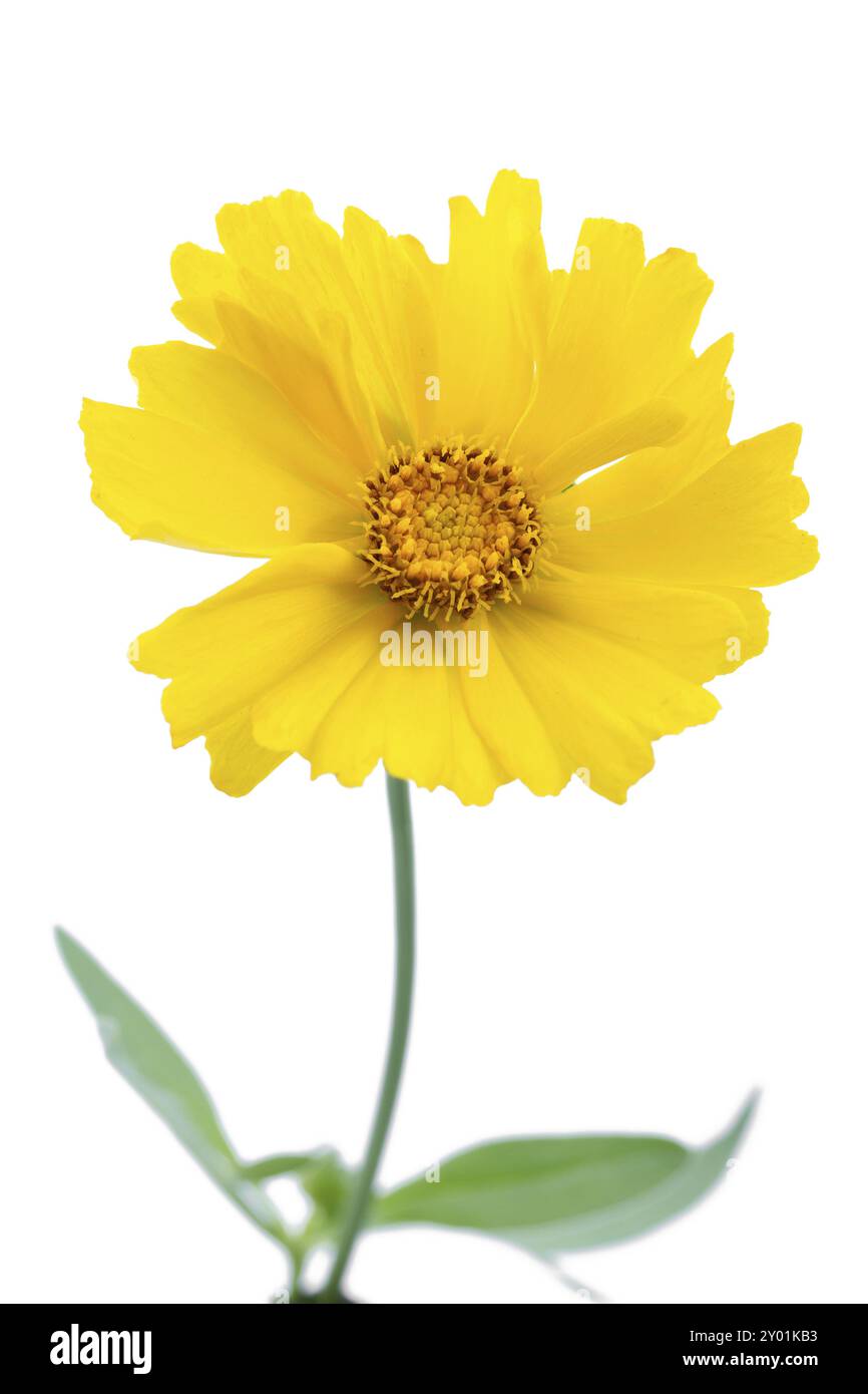 Maedchenauge (Coreopsis grandiflora) Stockfoto