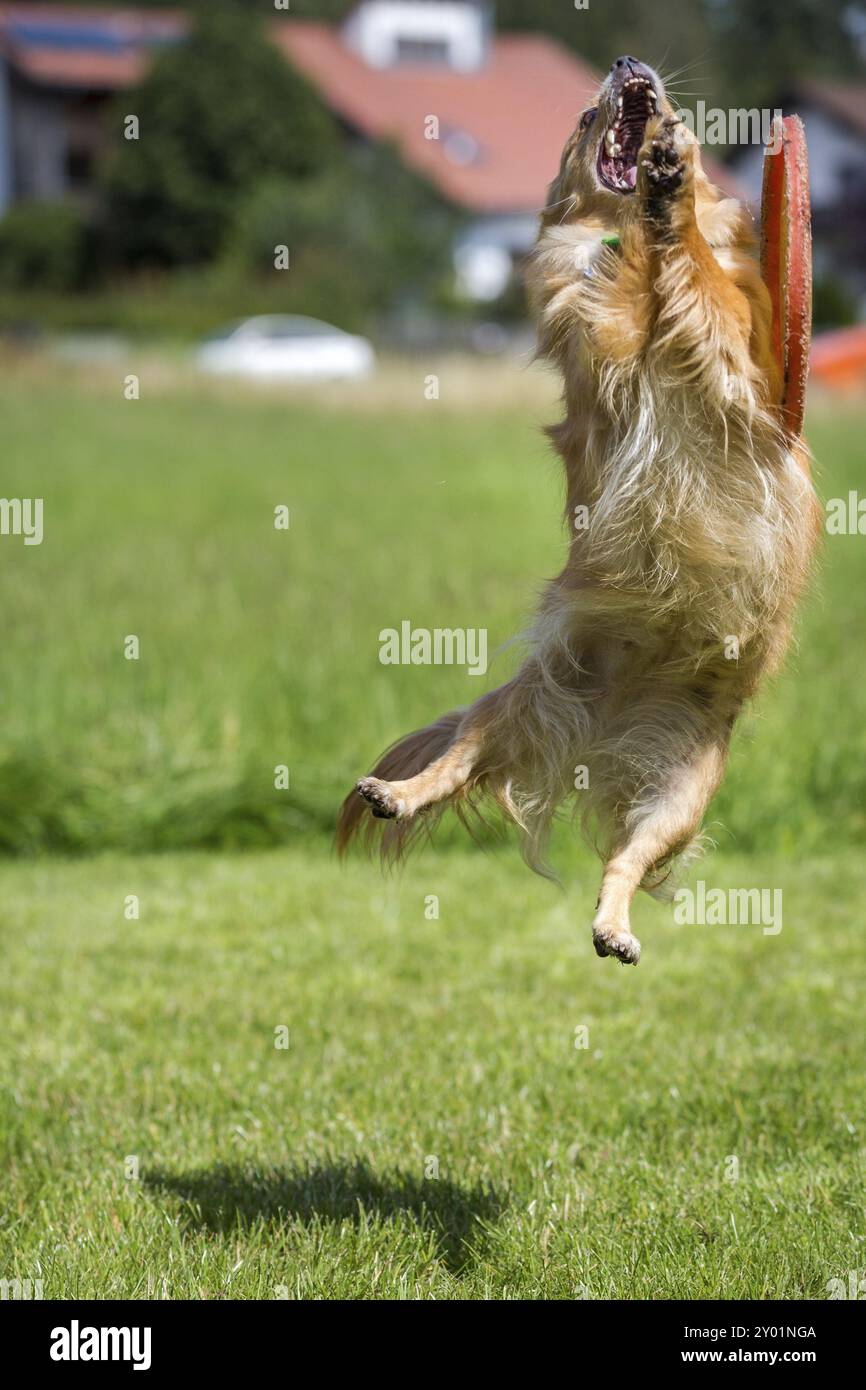 Ein kleiner brauner Hund, der erfolglos versucht, eine Frisbee-Scheibe zu fangen Stockfoto