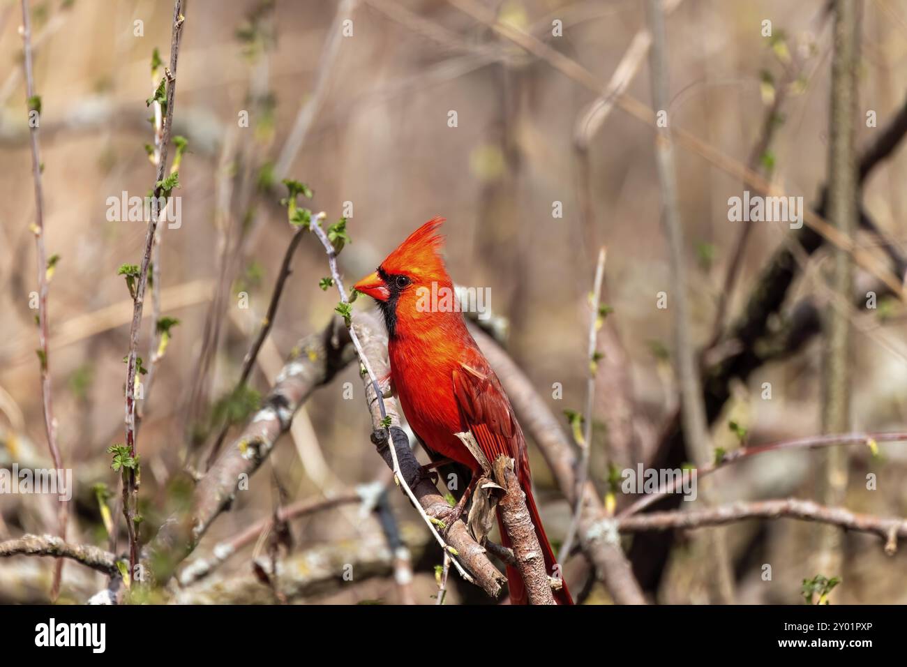 Der nördliche Kardinal (Cardinalis cardinalis) Männlich im Frühling während der Vogelbalz auf einem Zweig sitzend Stockfoto