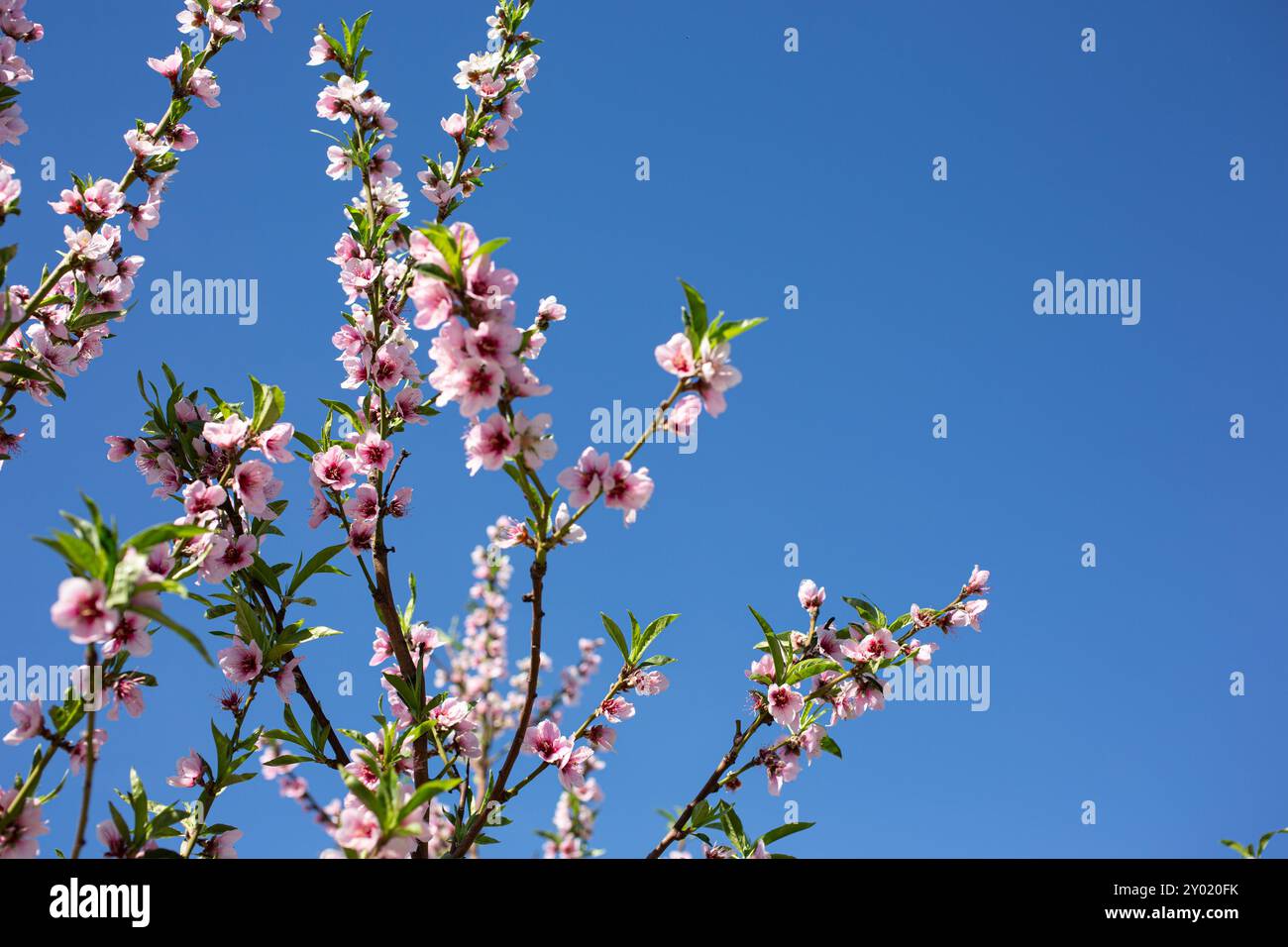 Ein Blick auf Pfirsichblüten vor blauem Himmel, während der Frühlingssaison, als Hintergrund. Stockfoto