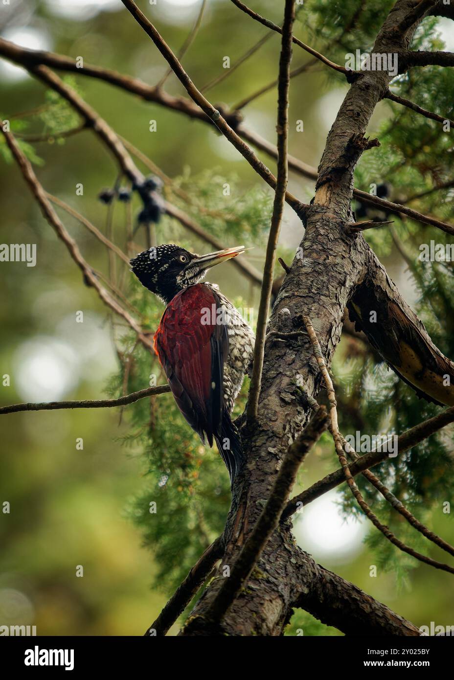 Roter Flameback oder Flameback von größerem Sri Lanka - Chrysocolaptes stricklandi Vogel aus der Familie der Spechte Picidae endemisch in Sri Lanka. Groß Stockfoto