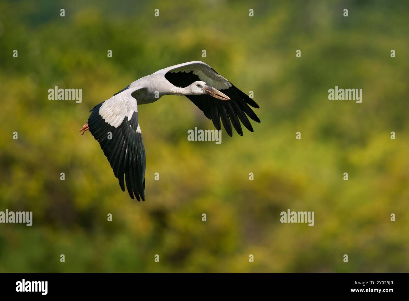 Asiatischer Steinbruchstorch - Anastomus oscitans großer fliegender Vogel in Ciconiiidae, indischem Subkontinent und Südostasien, gräulich oder weiß mit schwarzen Flügeln A Stockfoto