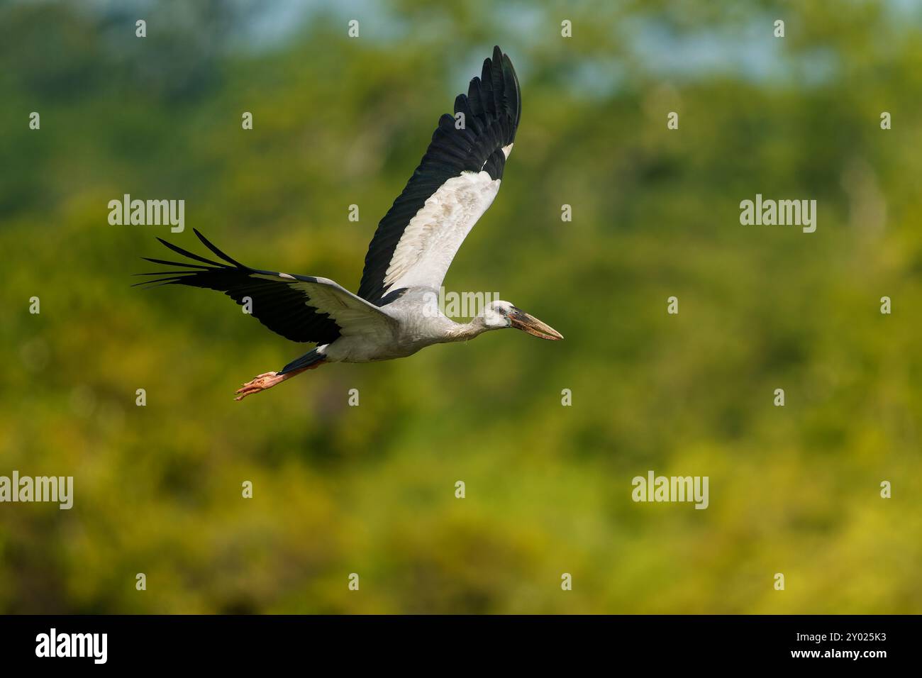 Asiatischer Steinbruchstorch - Anastomus oscitans großer fliegender Vogel in Ciconiiidae, indischem Subkontinent und Südostasien, gräulich oder weiß mit schwarzen Flügeln A Stockfoto