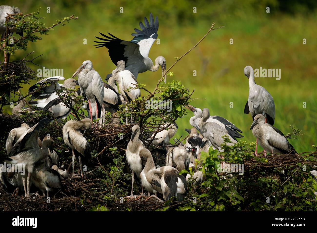 Asiatischer Steinbruchstorch - Anastomus oscitans großer fliegender Vogel in Ciconiiidae, indischem Subkontinent und Südostasien, gräulich oder weiß mit schwarzen Flügeln A Stockfoto