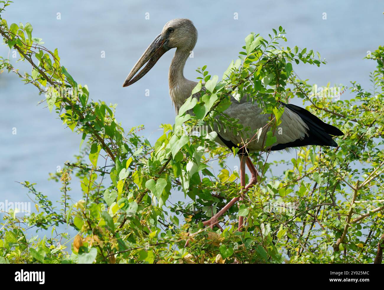 Asiatischer Steinbruchstorch - Anastomus oscitans großer fliegender Vogel in Ciconiiidae, indischem Subkontinent und Südostasien, gräulich oder weiß mit schwarzen Flügeln A Stockfoto