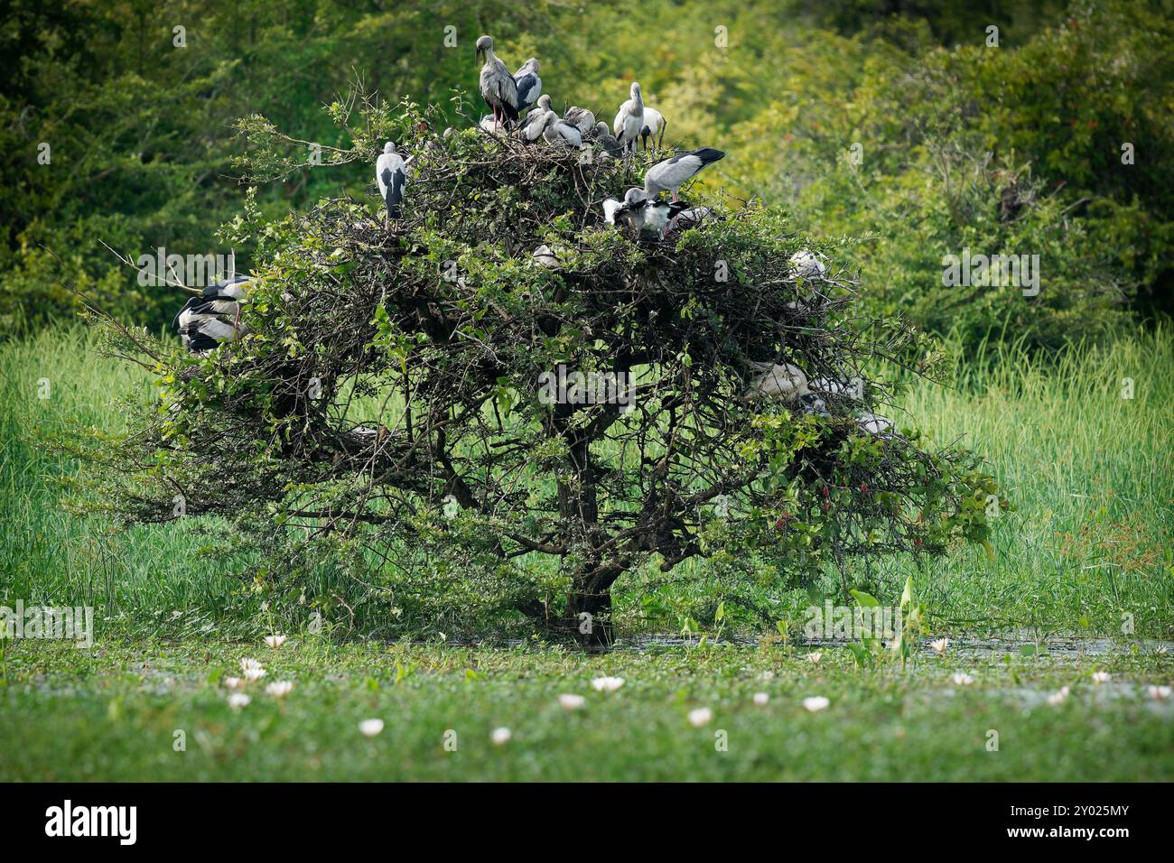 Asiatischer Steinbruchstorch - Anastomus oscitans großer fliegender Vogel in Ciconiiidae, indischem Subkontinent und Südostasien, gräulich oder weiß mit schwarzen Flügeln A Stockfoto
