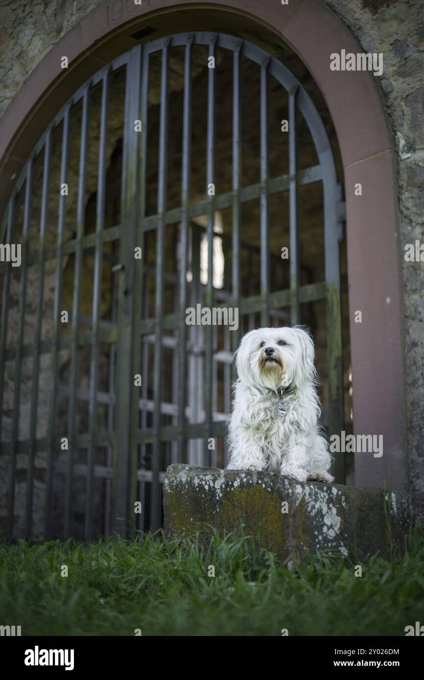 Ein kleiner weißer Hund sitzt auf einem Stein und bewacht ein großes Tor Stockfoto