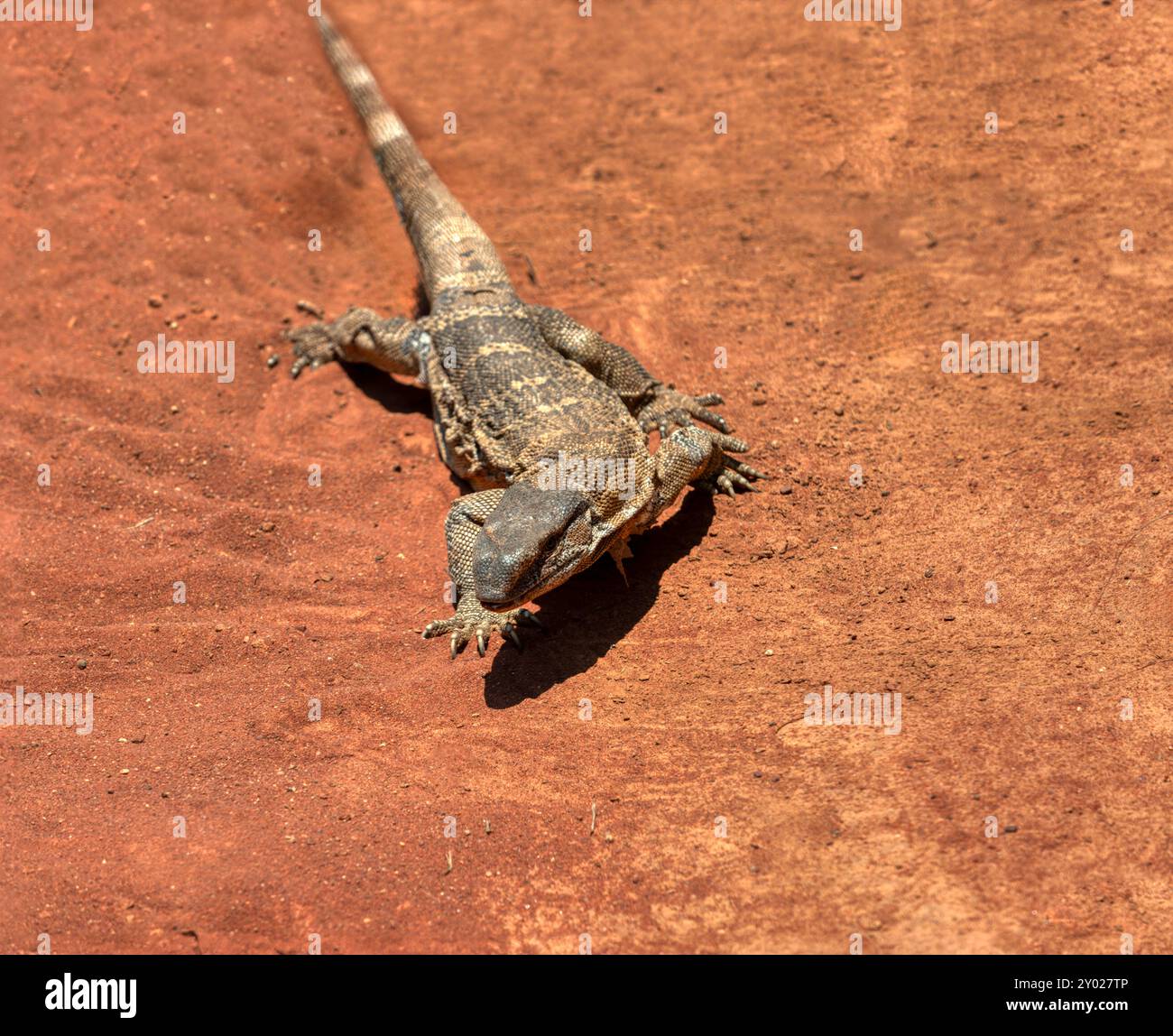 Legavaan Rock Monitor Eidechse, Varanus albigularis, Varanidae, Leguaan oder Likkewaan, erwärmen sich in der Sonnenhaut, im südlichen afrika Stockfoto