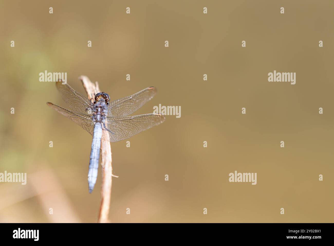 Eine hübsche Skimmer Libelle, Orthetrum coerulescens, auf Gras stehend, männlich, Isère, Frankreich. Stockfoto