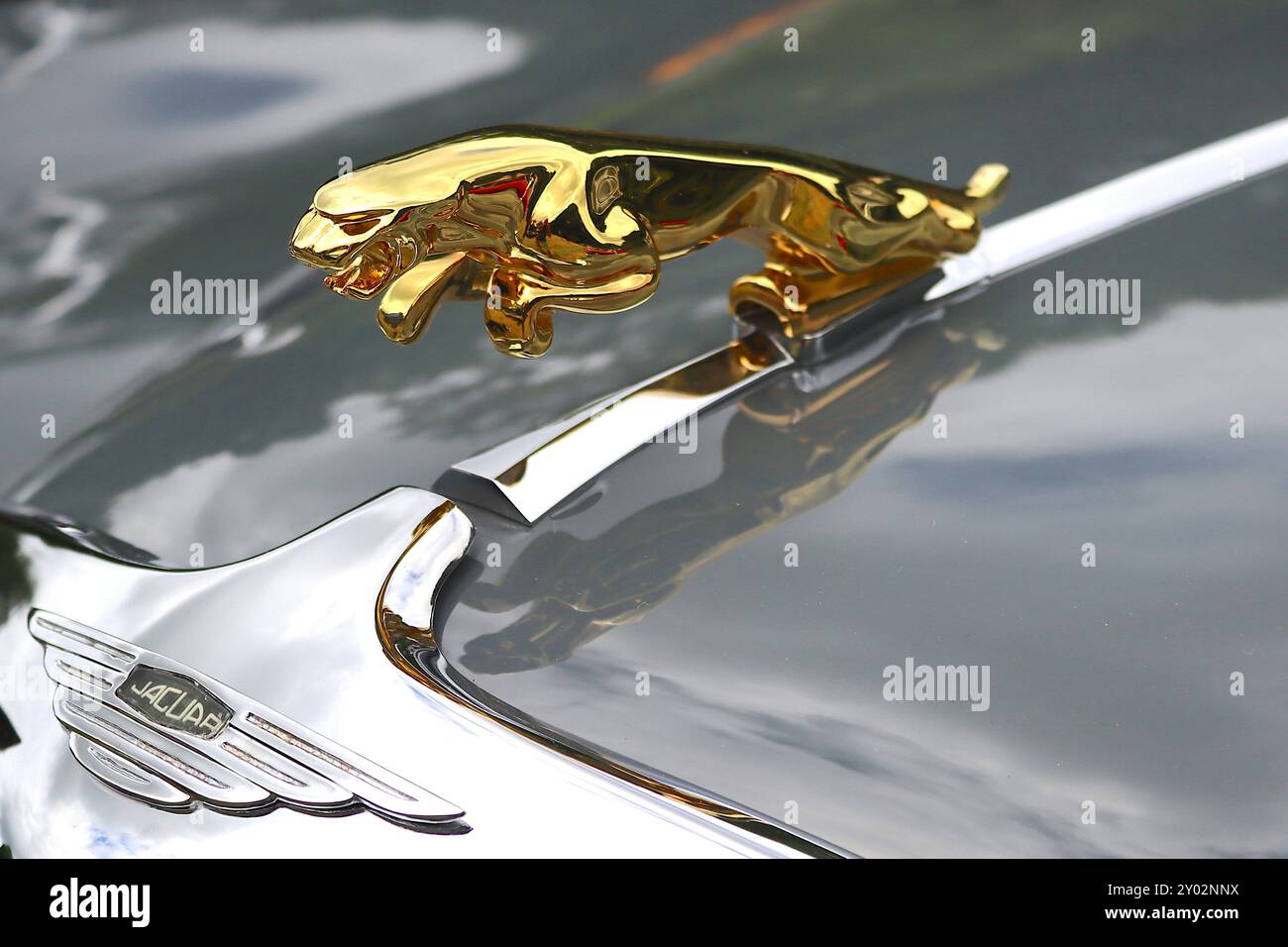 Detailaufnahme einer vergoldeten, springenden Motorhaube, einem verchromten Kühlergrill und einer Motorhaubenverkleidung in einer Jaguar MkVIII Sportlimousine aus dem Jahr 1958. Stockfoto