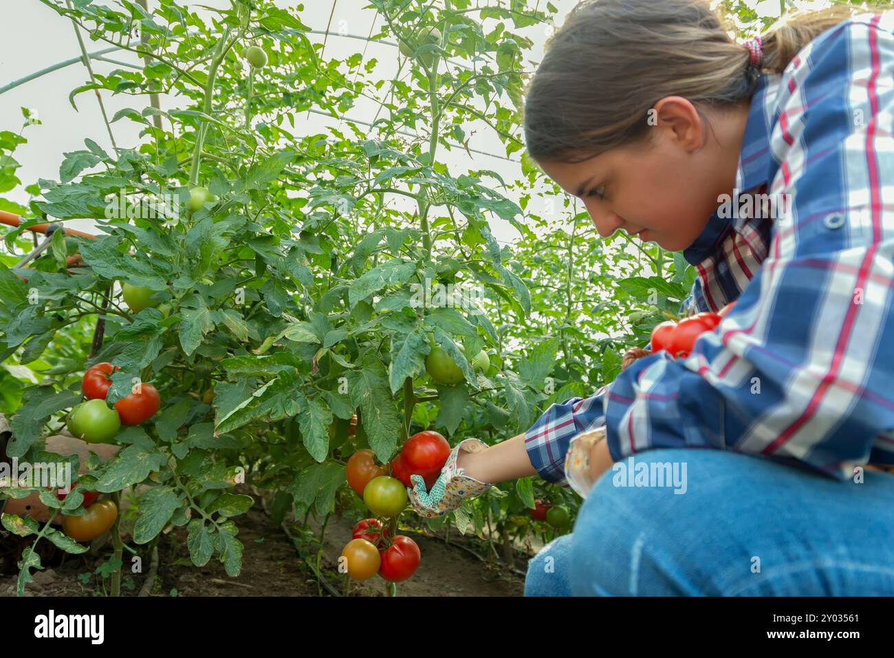 Teenager-Bauernmädchen pflückt Bio-Tomaten aus ihrem Garten. Menschen gesunde Lebensmittel Konzept Stockfoto