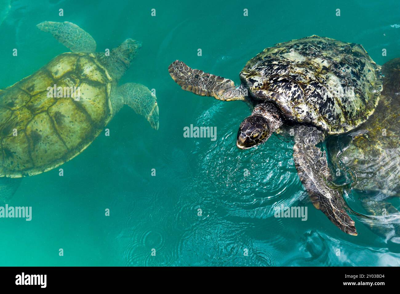 Erwachsene Grüne Meeresschildkröten (Chelonia mydas) schwimmen im Brutbecken des Cayman Turtle Centre. Stockfoto