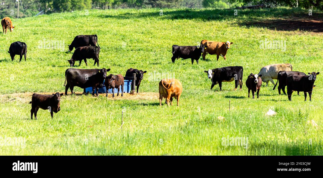 Eine Gruppe gemischter kommerzieller Kühe und Kälber versammelte sich um den Wassertank auf einer üppig grünen Frühlingsweide im Zentrum von Alabama. Stockfoto