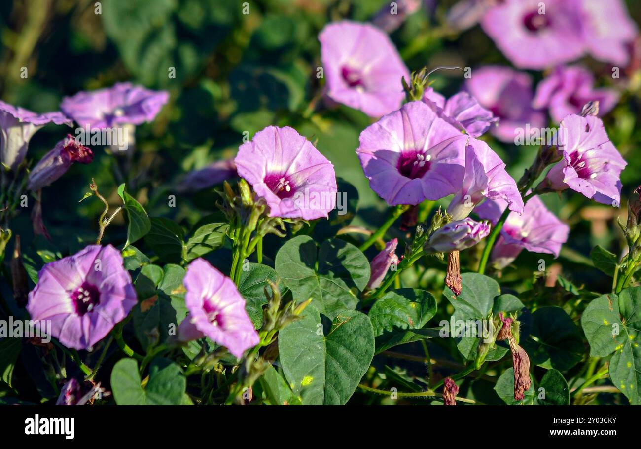 Natur Hintergrund der wilden Morgenblumen (Ipomoea purpurea), die in der Nähe eines Weidefencelins im Zentrum von Alabama wachsen. Stockfoto