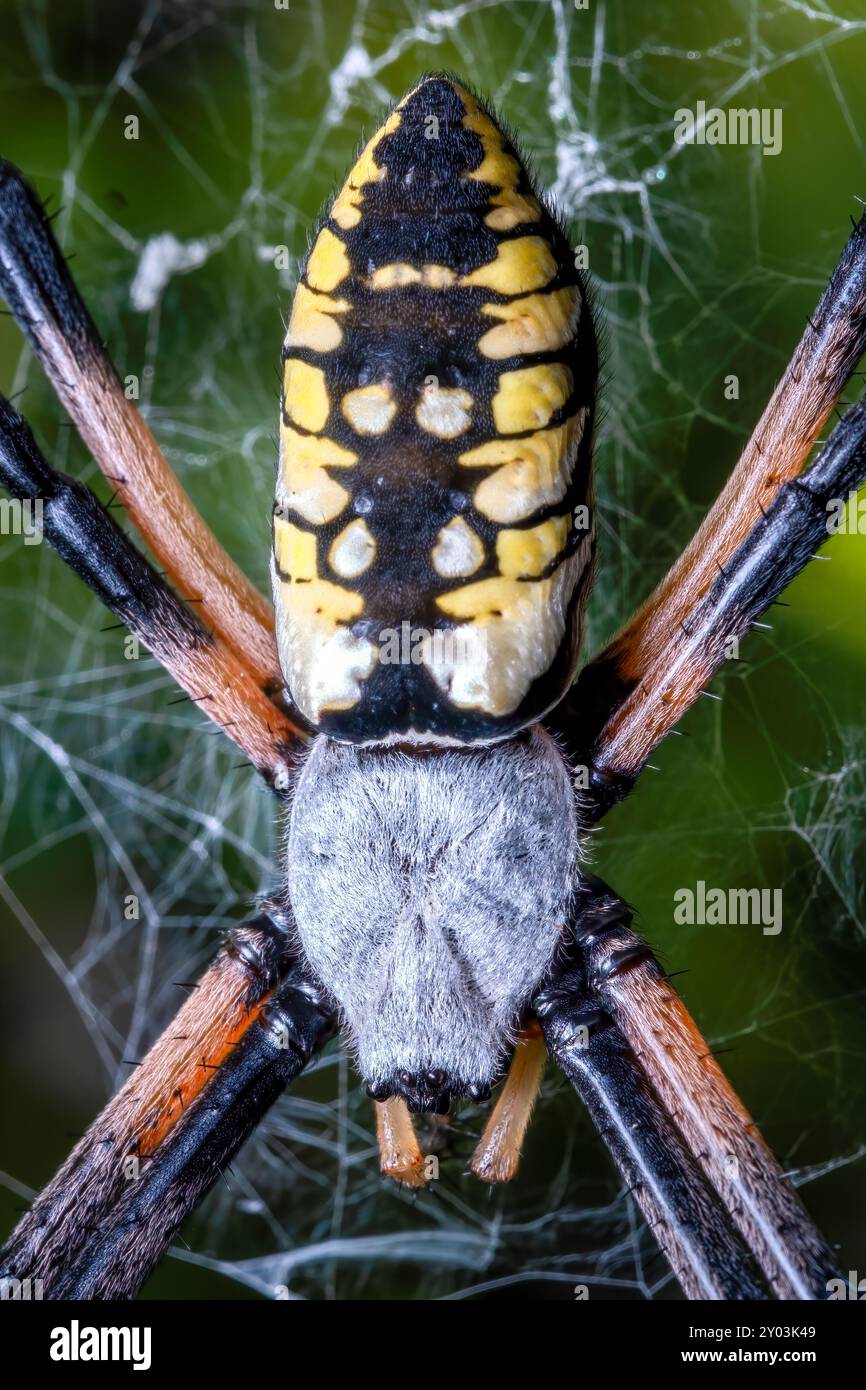 Nahaufnahme einer gelben Gartenspinne (Argiope aurantia). Raleigh, North Carolina. Stockfoto