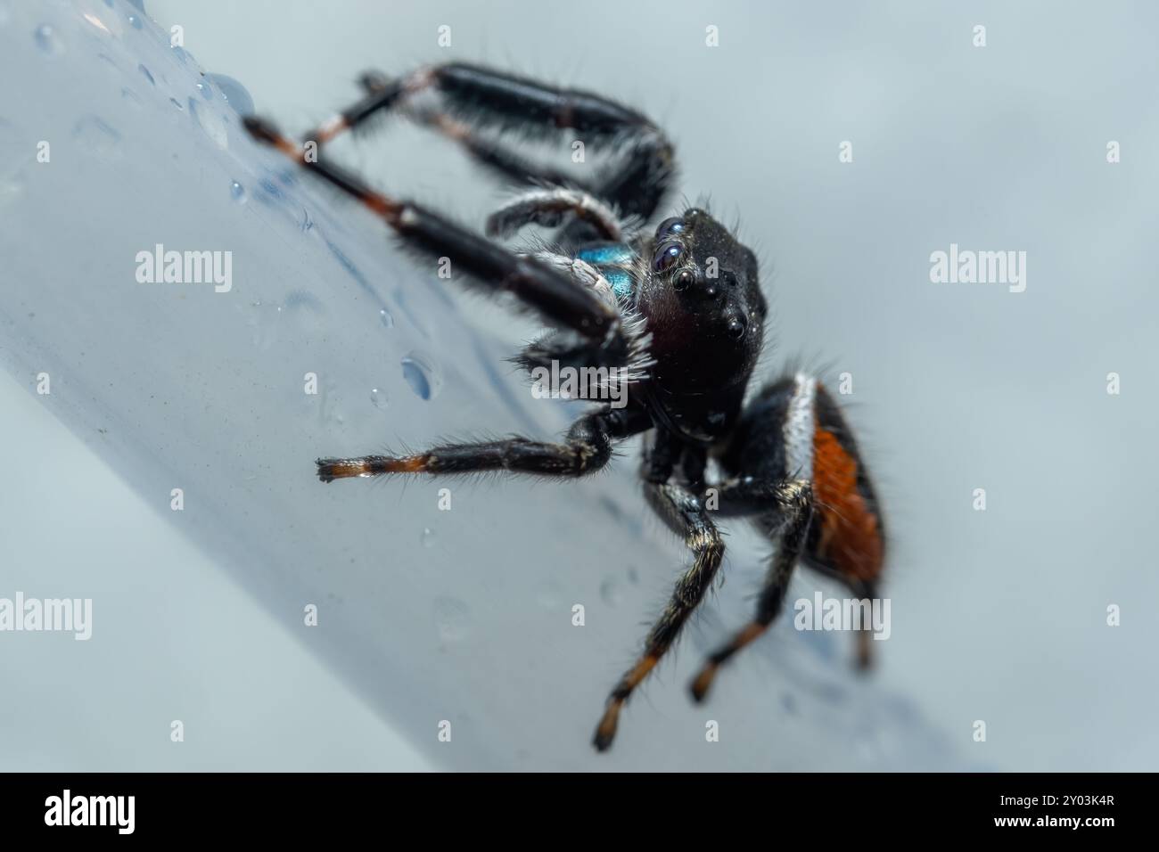 Nahaufnahme einer brillanten Spinnspinne (Phidippus clarus). Raleigh, North Carolina. Stockfoto