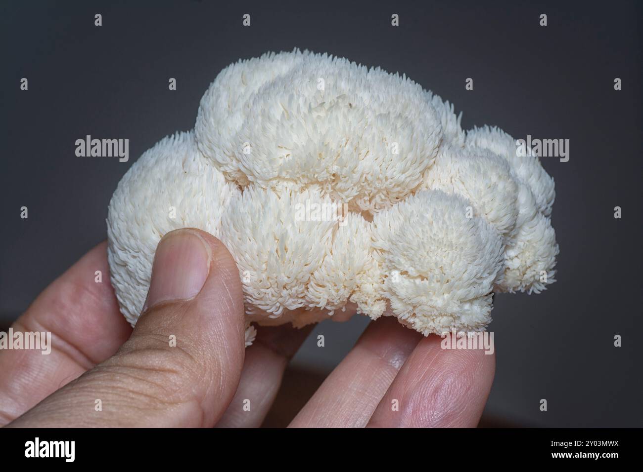 Nahaufnahme des weißen Löwenpilzes. Stockfoto