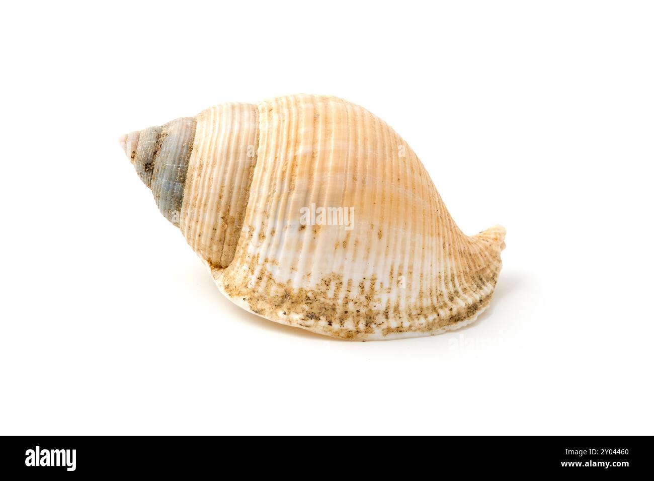 Beige Muschel auf weißem Hintergrund Stockfoto