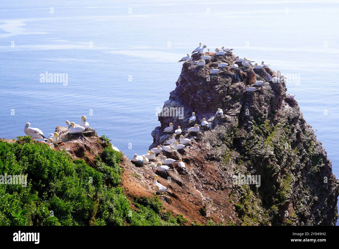 Nördliche Gannets auf einem Helgoland Cliff Stockfoto