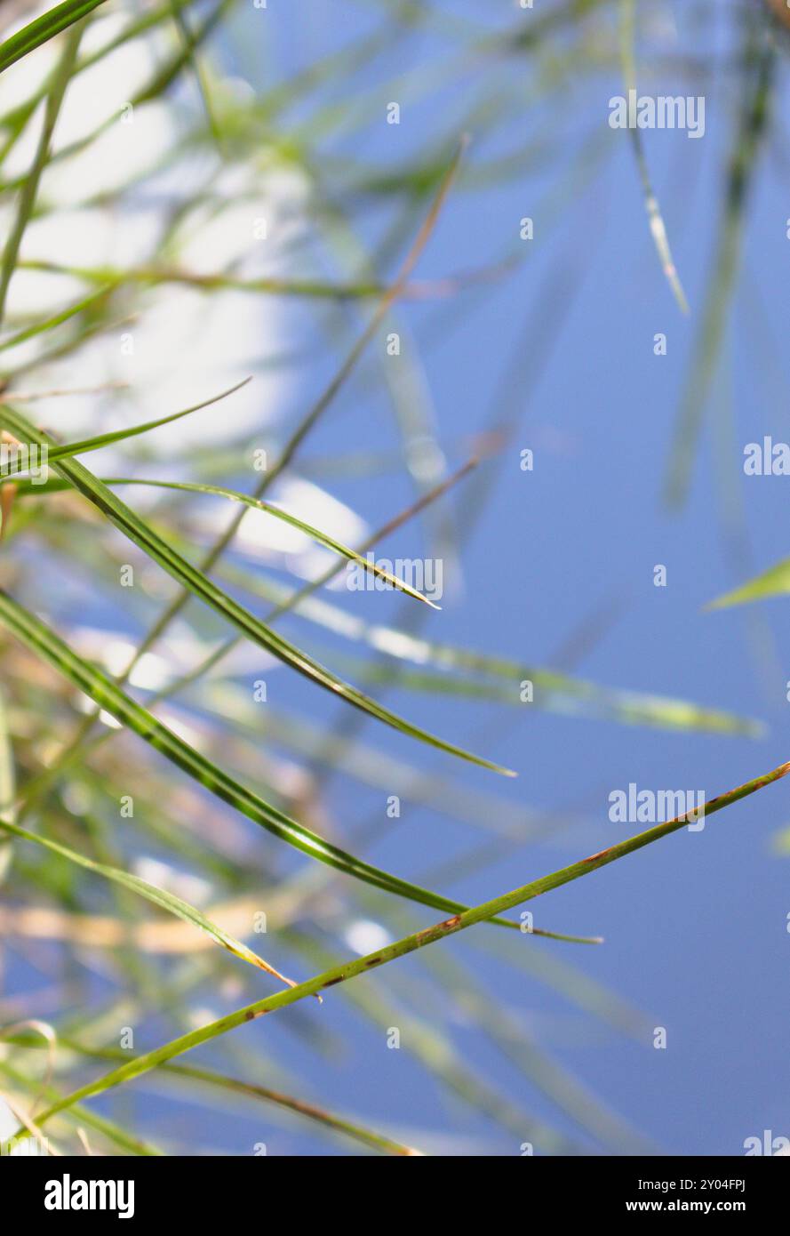 Gras- und Himmelsspiegelung im Spiegel. Ökologisches Konzept. Spiegel auf grünem Rasen. Fragilität der Natur. Sommerlandschaft im Spiegel. Abstrakte Fantasie. Stockfoto