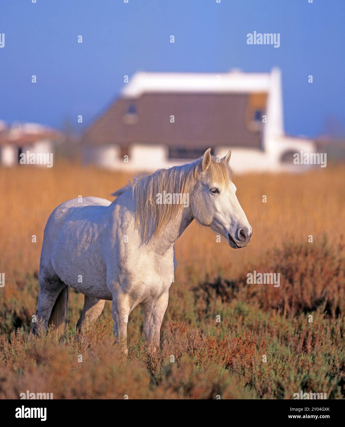 Camargue Pferd und Camargue Haus (MAS de Camargue) in der Nähe von Les Saintes-Maries-de-la-Mer. Frankreich Stockfoto