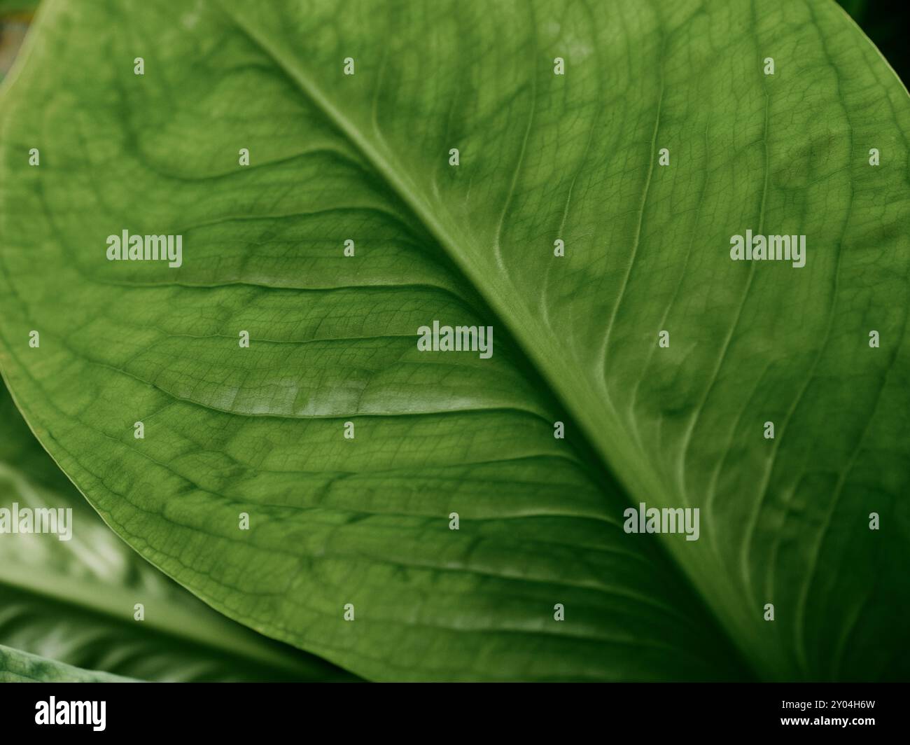 Ein grünes botanisches Pflanzenblatt mit Adern aus der Nähe des Naturhintergrundes - natürliche Flora idrib Stockfoto