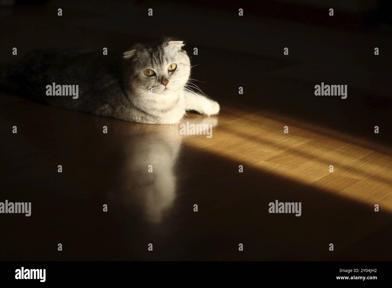 Portrat der graubraunen schottischen Faltkatze Stockfoto