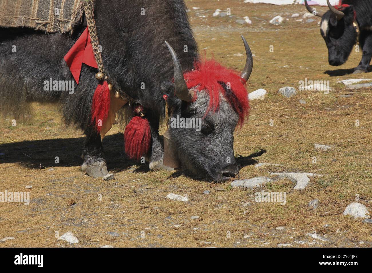 Yak fotografiert im Everest National Park Nepal. Punk wie eine Frisur Stockfoto