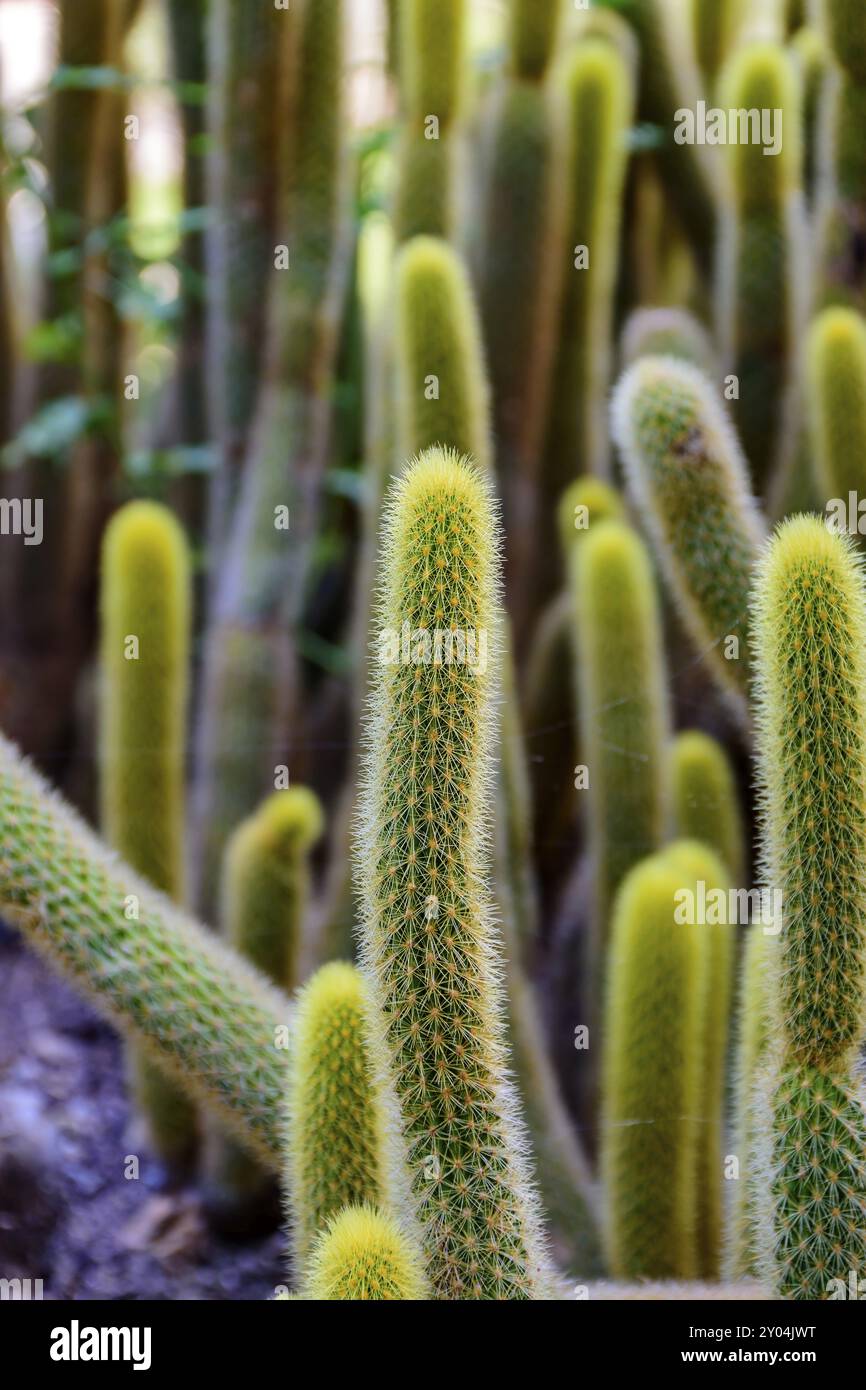 Detail der Kaktus mit Dornen, Farben und Texturen Stockfoto