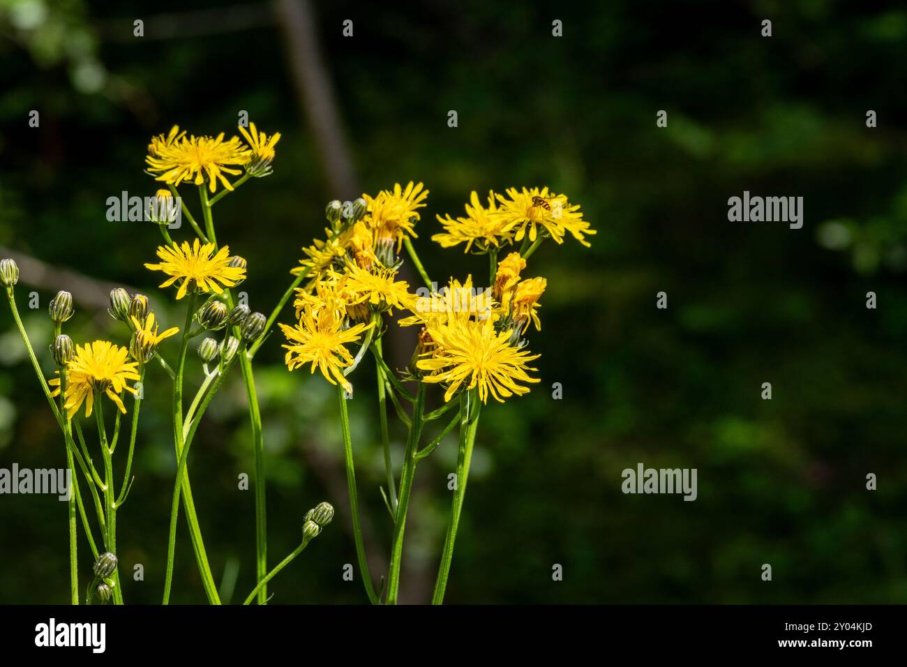 GELBE BLÜTEN VON CREPIS BIENNIS AUF EINER WIESE Stockfoto