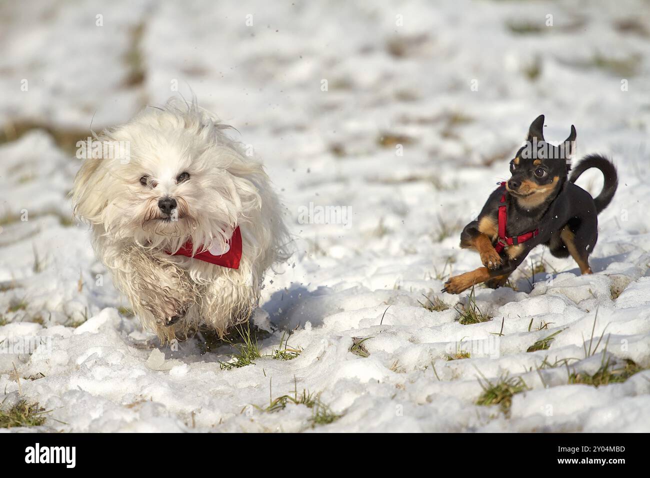 2 Hunde spielen im Schnee, Havanesen mit rotem Bandana und Pinscher mit rotem Gurtzeug Stockfoto