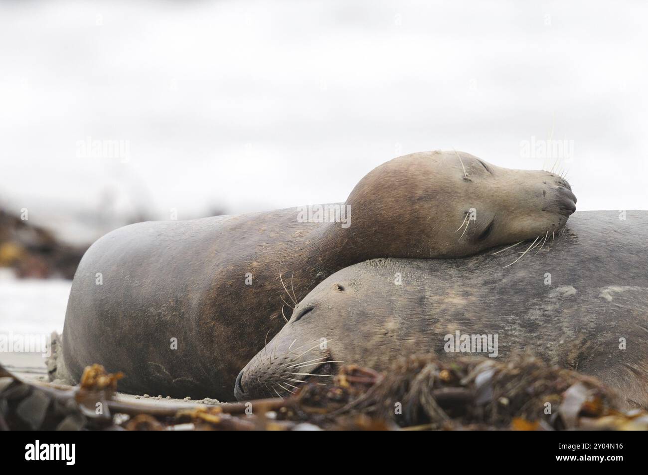 Zwei graue Robben schlafen am Strand der Helgoland-Düne Stockfoto