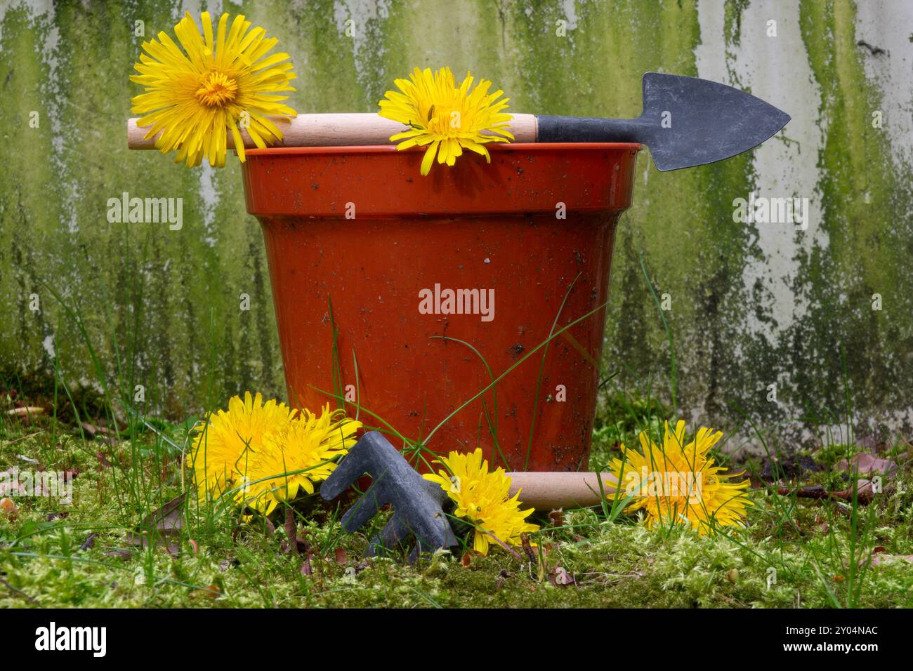 Ein roter Eimer voller leuchtender gelber Blüten sitzt neben Planierwerkzeugen in einem Garten. Die hellen Farben stehen im Kontrast zum Grün im Hintergrund Stockfoto