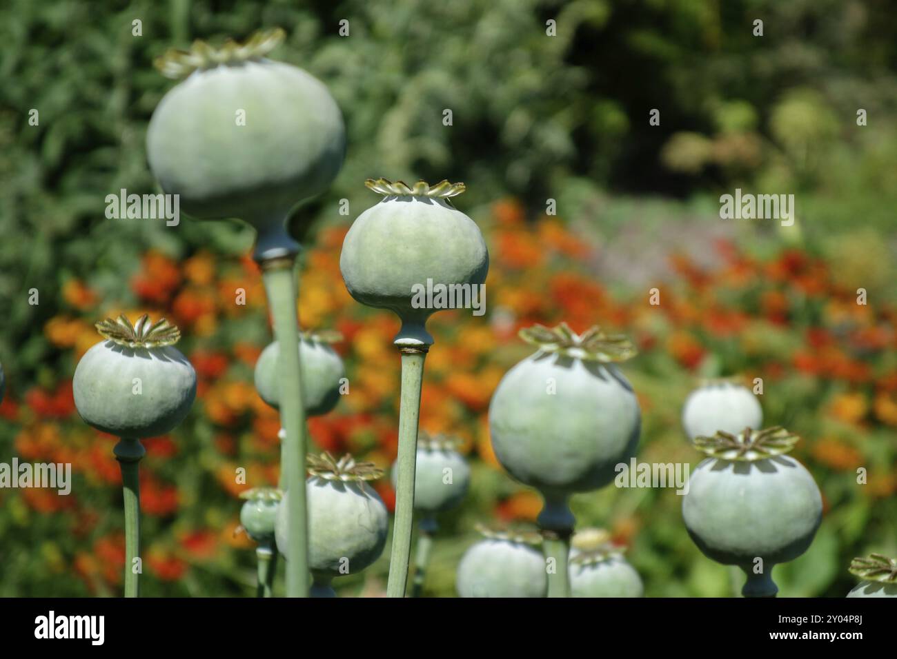 Samenschoten des Giant Opium Poppy Pionvallmo (Papaver somniferum) Stockfoto