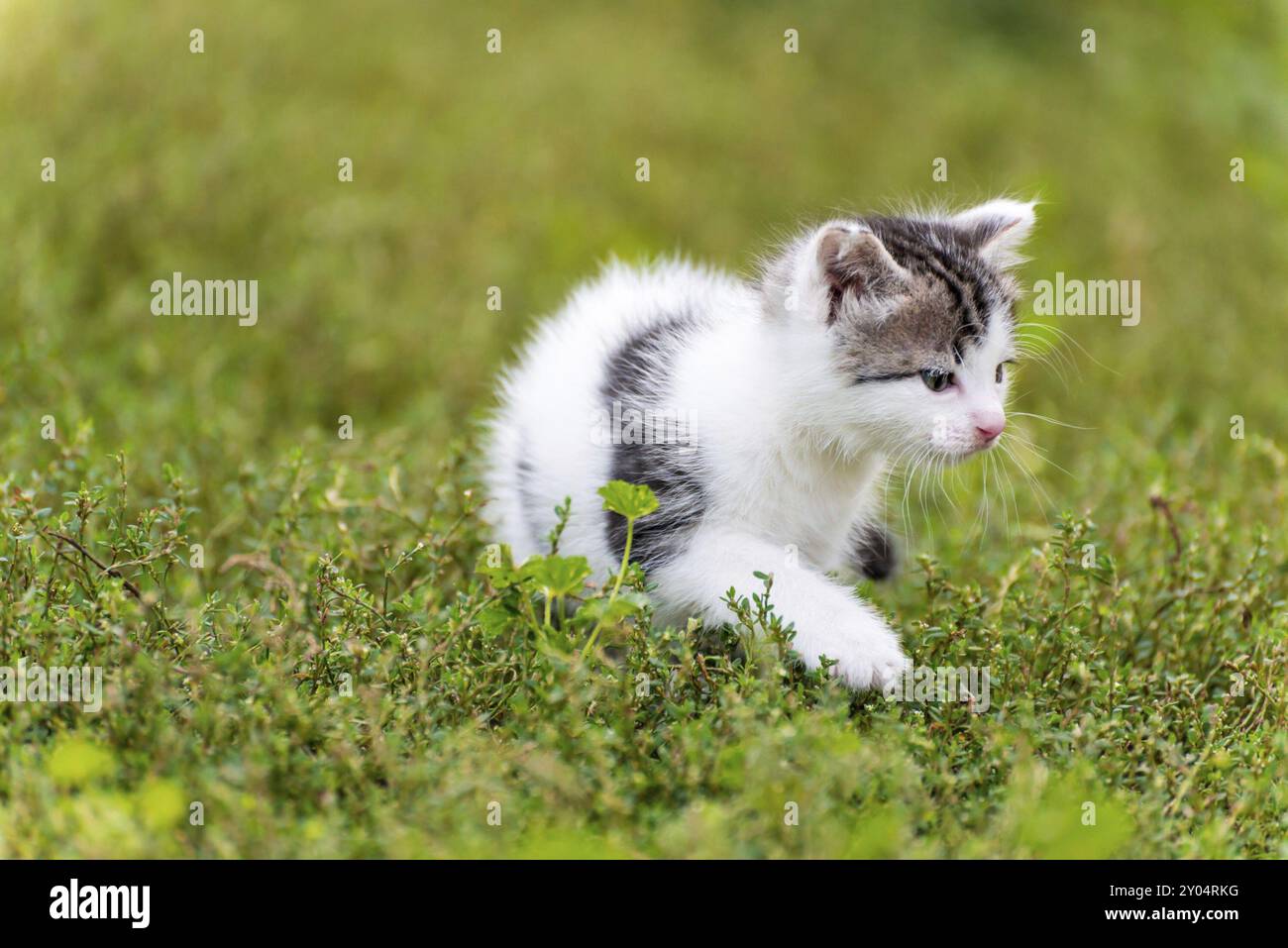 Gefleckte Kätzchen spazieren im Gras im Garten Stockfoto