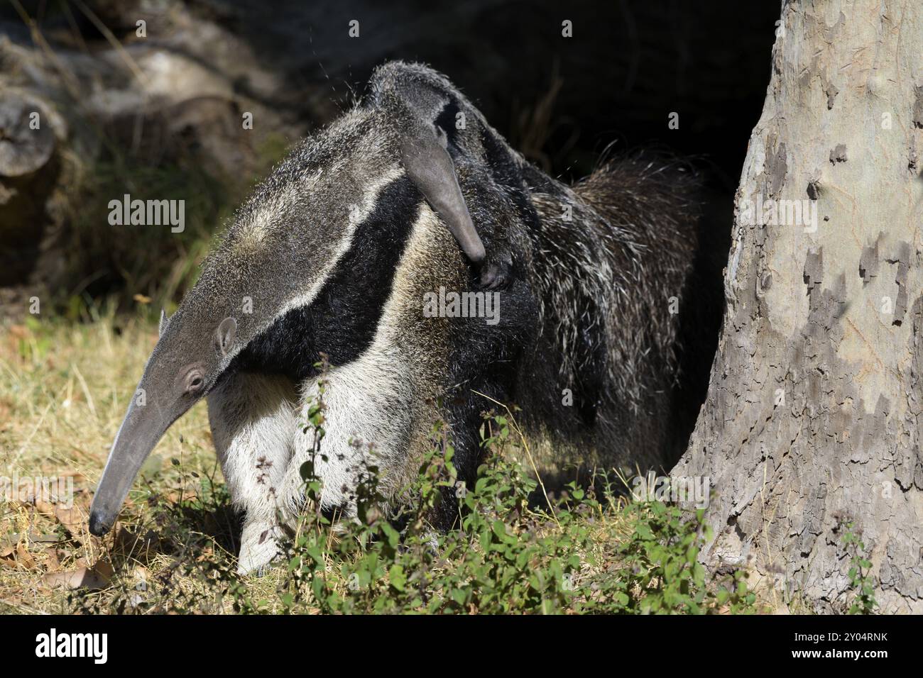 Riesenantiere (Myrmecophaga tridactyla), Gefangenschaft, Deutschland, Europa Stockfoto