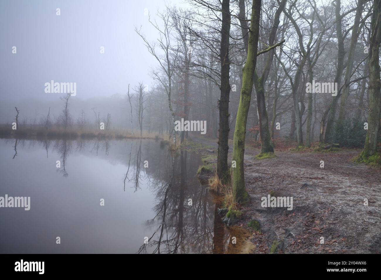 See in Wald und dichtem Nebel, Appelbergen, Drenthe, Niederlande Stockfoto