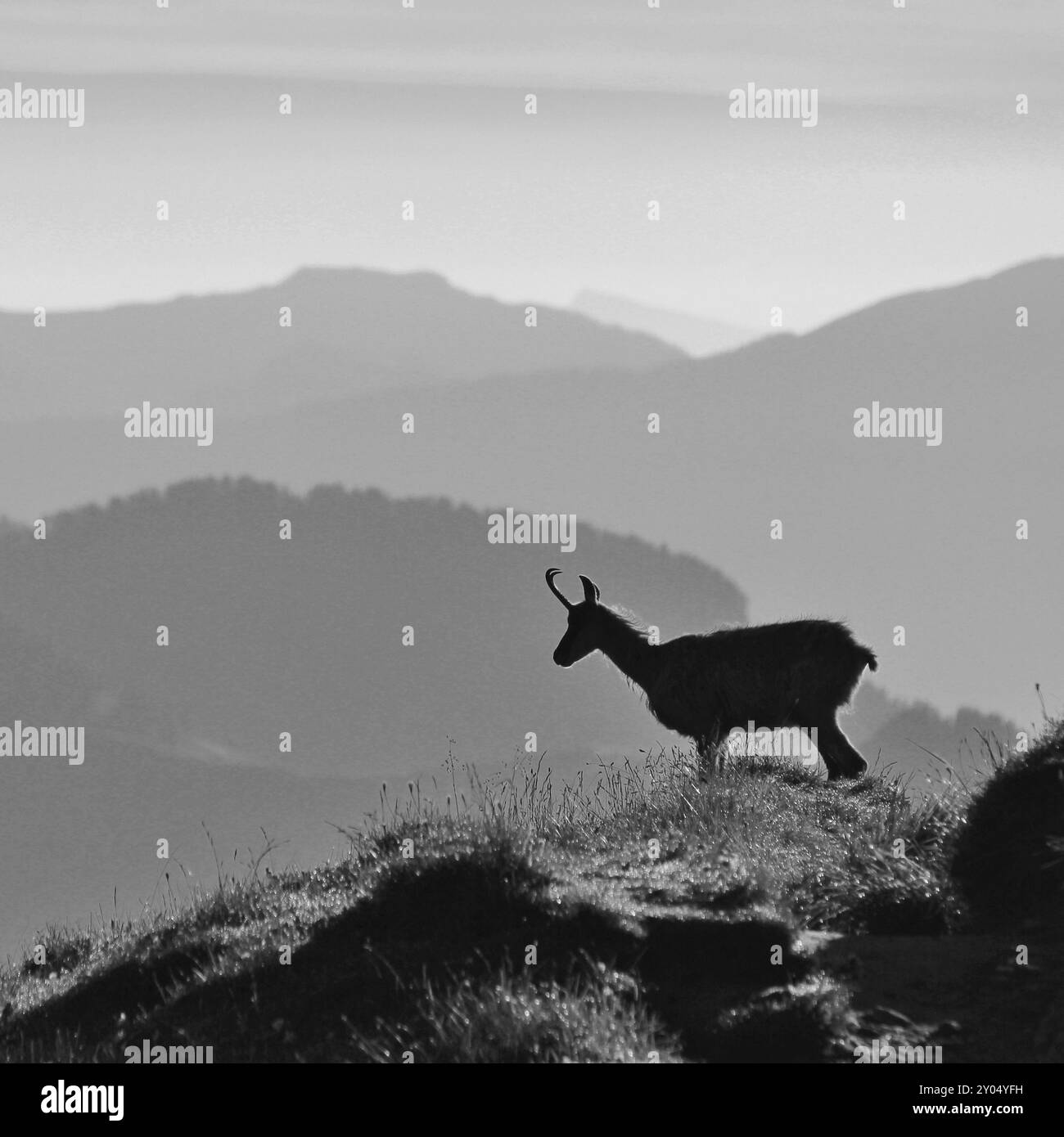 Silhouette einer Gämse auf dem Kamm des Niederhorns in der Schweiz. Am frühen Morgen Stockfoto