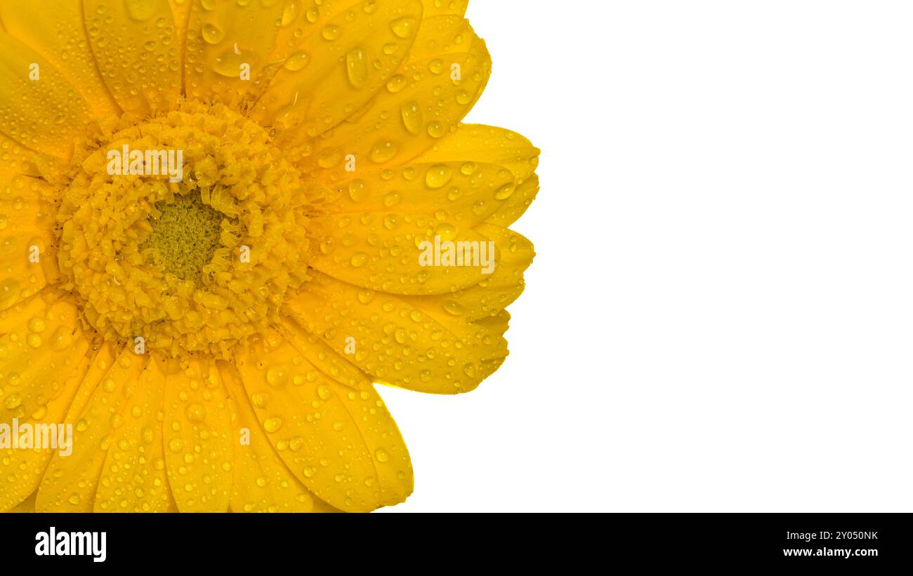 Gelber gerber mit Wassertröpfchen isoliert auf weißem Hintergrund Stockfoto