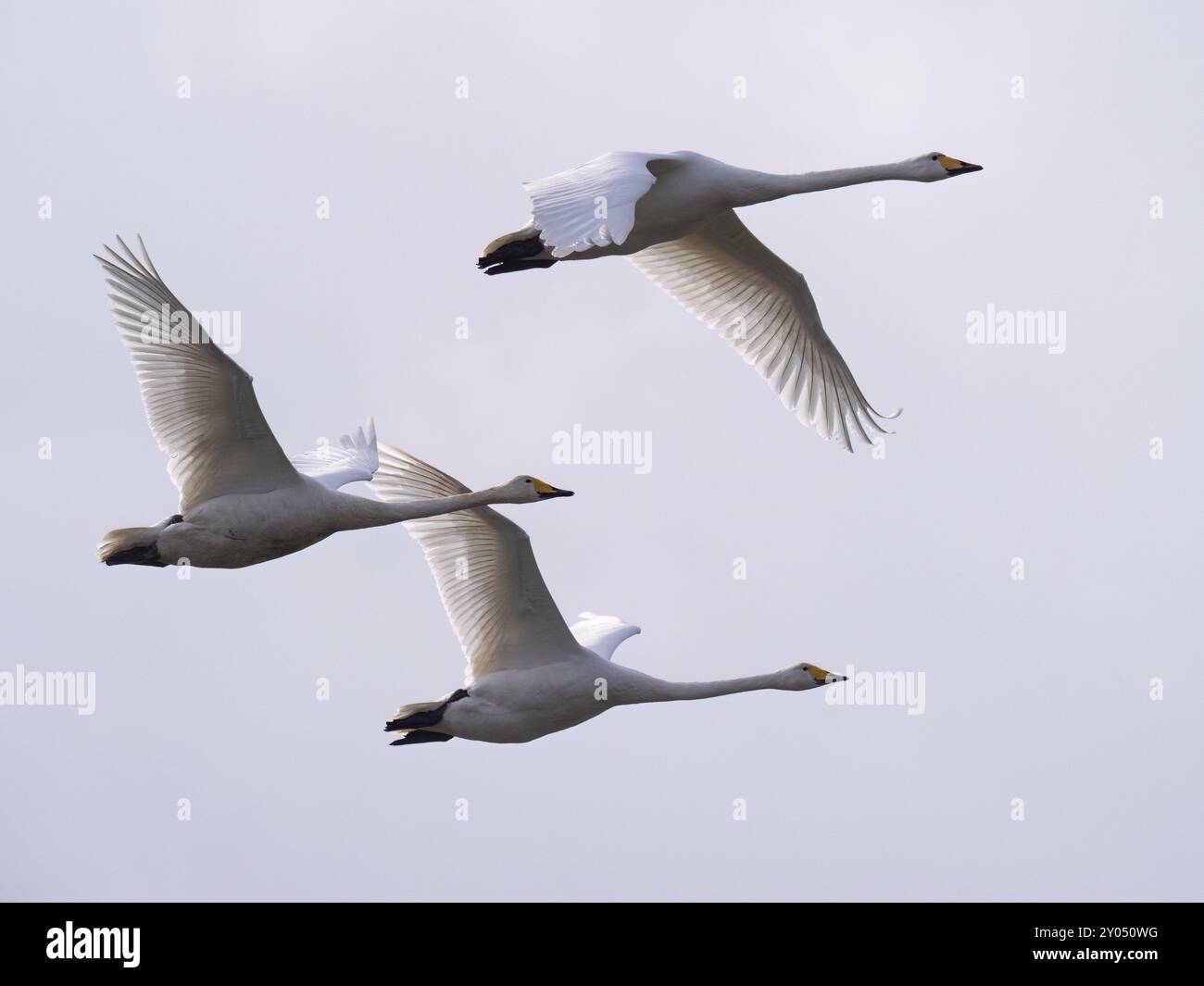 Drei Singschwäne fliegen am bewölkten Himmel Stockfoto